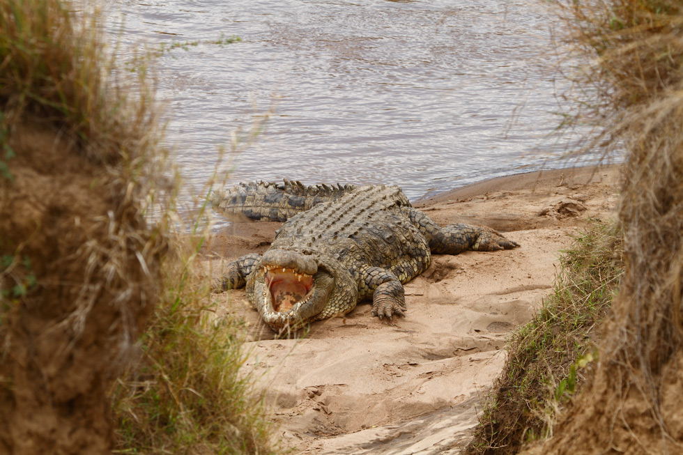 El rio mara y el cocodrilo del nilo